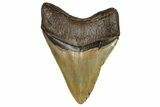 Fossil Megalodon Tooth - North Carolina #245838-2